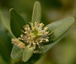 Attēlu rezultāti vaicājumam “Buxus sempervirens flower”