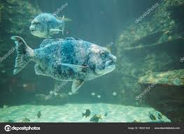 Image result for Cymatoceps nasutus