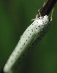 Attēlu rezultāti vaicājumam “Yponomeuta evonymella”