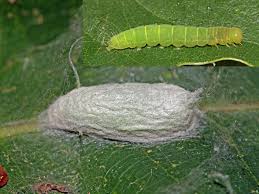 Attēlu rezultāti vaicājumam “Nycteola sp.”