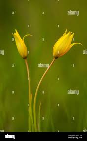 Attēlu rezultāti vaicājumam “Tulipa sylvestris bud”