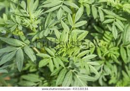 Attēlu rezultāti vaicājumam “Tagetes leaf”