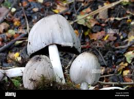 Attēlu rezultāti vaicājumam “Coprinus atramentarius”