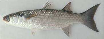 Image result for Crenimugil seheli