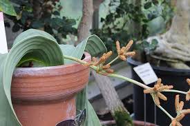 Attēlu rezultāti vaicājumam “Bulbochaete mirabilis”