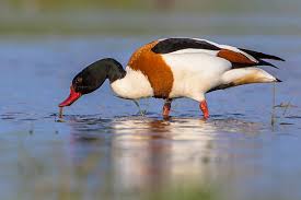 Attēlu rezultāti vaicājumam “Tadorna tadorna male”