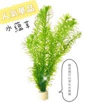 「水蘊草」的圖片搜尋結果