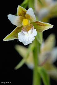 Attēlu rezultāti vaicājumam “Epipactis palustris”