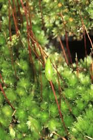 Attēlu rezultāti vaicājumam “Bryum capillare”