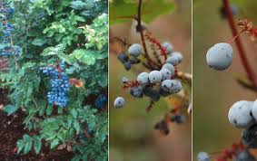 Attēlu rezultāti vaicājumam “Mahonia aquifolium fruit”