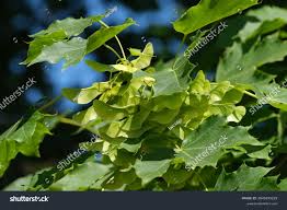 Attēlu rezultāti vaicājumam “Acer platanoides fruit”