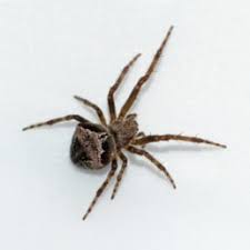 Attēlu rezultāti vaicājumam “Araneus quadratus female”