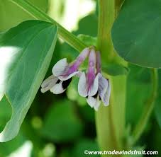 Attēlu rezultāti vaicājumam “Vicia faba flower”