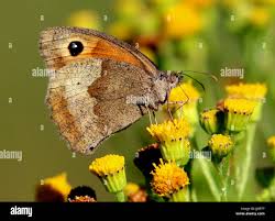 Attēlu rezultāti vaicājumam “Maniola jurtina”