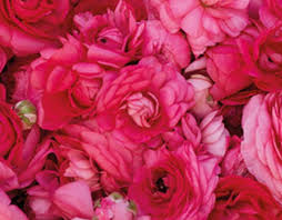 Attēlu rezultāti vaicājumam “Ranunculus brunnescens”