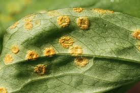Attēlu rezultāti vaicājumam “Puccinia sessilis”