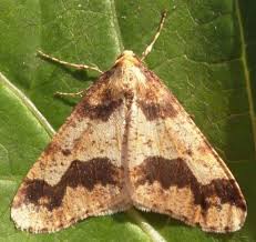 Attēlu rezultāti vaicājumam “Erannis defoliaria imago”