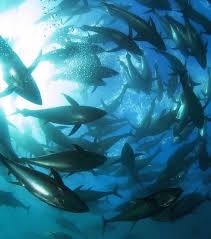 Image result for Thunnus albacares