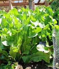 Attēlu rezultāti vaicājumam “Armoracia rusticana”