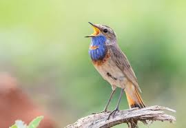 Attēlu rezultāti vaicājumam “Luscinia svecica adult”