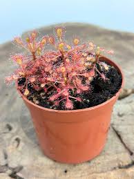 Image result for Drosera