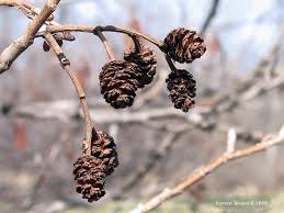 Attēlu rezultāti vaicājumam “Alnus”