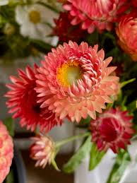 Image result for Helichrysum bracteatum
