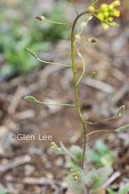 Attēlu rezultāti vaicājumam “Draba nemorosa”