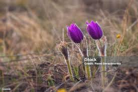 Attēlu rezultāti vaicājumam “Pulsatilla pratensis bud”