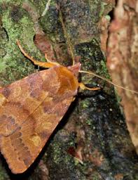 Attēlu rezultāti vaicājumam “Agrochola helvola imago”