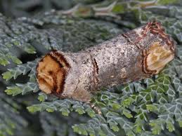 Attēlu rezultāti vaicājumam “Phalera bucephala”