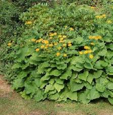 Attēlu rezultāti vaicājumam “Telekia speciosa leaf”