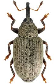 Attēlu rezultāti vaicājumam “Priobium carpini”