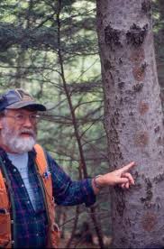 Attēlu rezultāti vaicājumam “Nectria sp., Neonectria sp.”