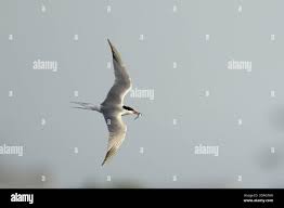 Attēlu rezultāti vaicājumam “Sterna hirundo adult”