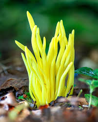 Attēlu rezultāti vaicājumam “Badhamia capsulifera var. arborea macro”