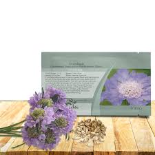 Image result for scabiosa caucasica