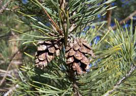 Attēlu rezultāti vaicājumam “Pinus sylvestris fruit”