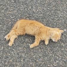 Attēlu rezultāti vaicājumam “Felis silvestris catus juvenile”