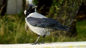 Attēlu rezultāti vaicājumam “Corvus cornix adult”