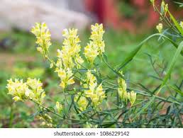 Attēlu rezultāti vaicājumam “Linaria vulgaris flower”