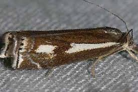 Attēlu rezultāti vaicājumam “Crambus heringiellus”