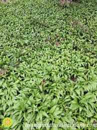 Attēlu rezultāti vaicājumam “Allium ursinum fruit”