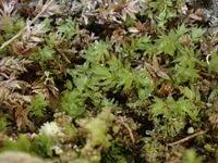 Attēlu rezultāti vaicājumam “Pohlia cruda”