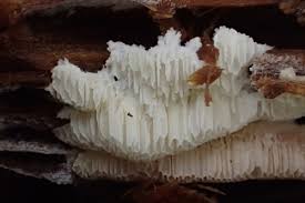 Attēlu rezultāti vaicājumam “Antrodiella faginea”