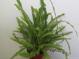Image result for НЕФРОЛЕПИС (Nephrolepis