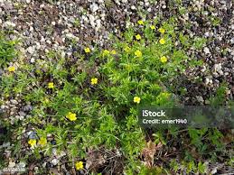 Attēlu rezultāti vaicājumam “Potentilla reptans”