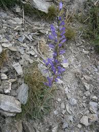 Image result for Campanula spicata