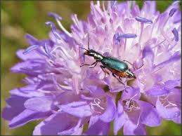 Attēlu rezultāti vaicājumam “Malachidae”