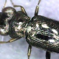 Attēlu rezultāti vaicājumam “Notiophilus germinyi”